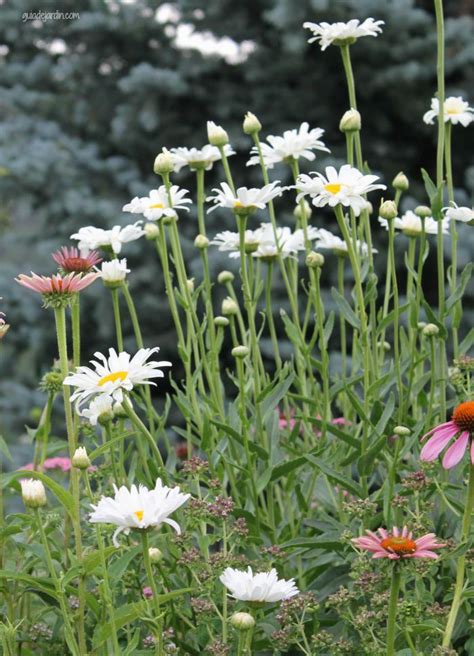 Leucanthemum maximum, margarita gigante o margaritón - Guia de jardin