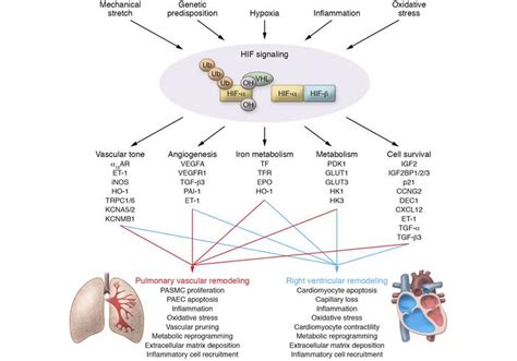 Jci Hypoxia Inducible Factor Signaling In Pulmonary Hypertension