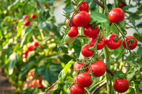 Is Bone Meal Good For Blossom End Rot On Tomatoes? - Puffy Carrot