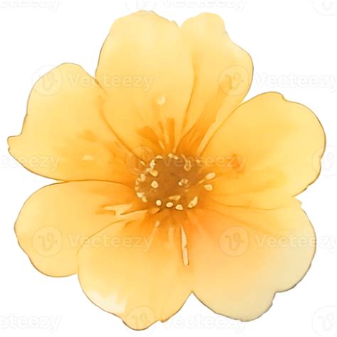 Acuarela Flor Amarilla Png