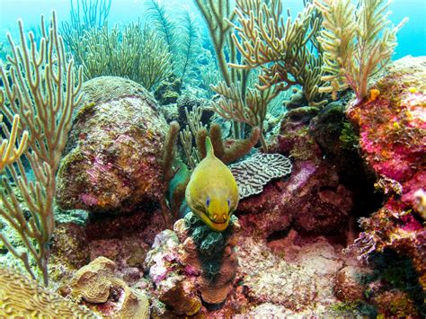The Best Scuba Diving In Belize • Scuba Diver Life