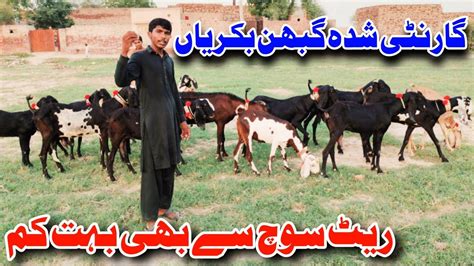 Goats Farming Hfiz Bhai Ki Cheap Rate Main Bachon Wali Or Gabhan