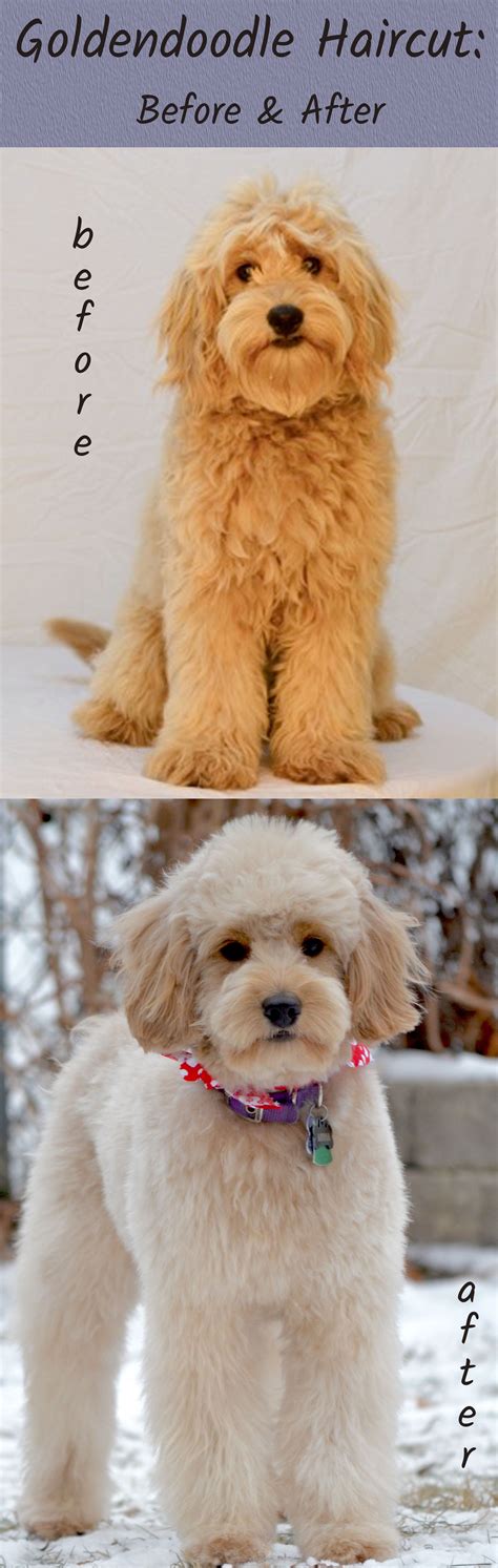 Goldendoodle Haircut Before And After Pictures Very Helpful Website