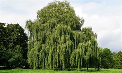 Weeping Willow Trees For Small Gardens | Fasci Garden