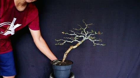 Bonsai Bonsaian Pruning Dan Ganti Media Tanam Youtube