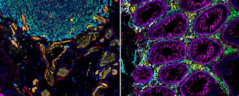 New Cell Atlas Reveals Stunning Images Of Vital Human Organs TIme News