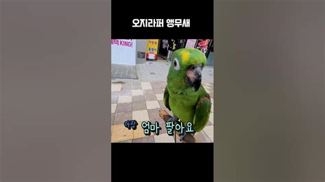 이늠시키 엄마 팔아요 장사하는앵무새 아랑이 아마존앵무새 오지라퍼앵무새 Youtube