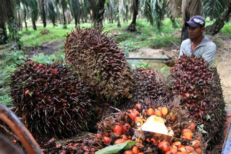 Mitra Tani Budidaya Indonesia Memelihara Kelapa Sawit Agar Sehat