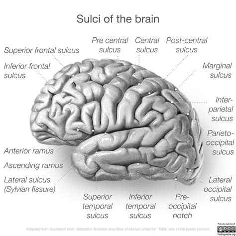 Lateral Fissure Brain