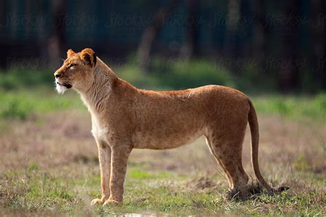 «Lioness» del colaborador de Stocksy «Yasir Nisar» - Stocksy