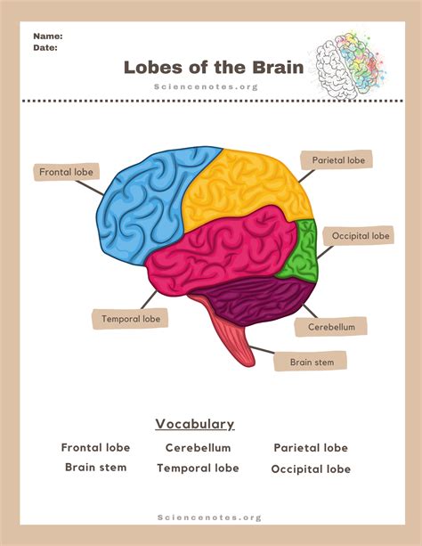 Human Anatomy Worksheets And Study Guides