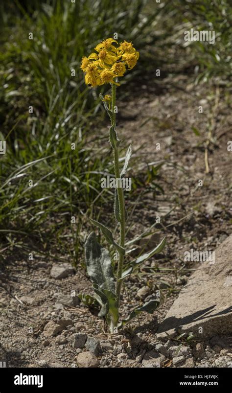 Lambstongue Ragwort Senecio Integerrimus In Flower In High Altitude