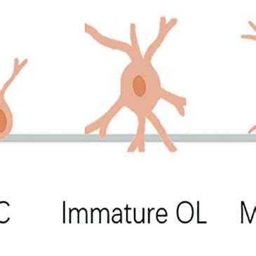 | Differentiation, maturation, and myelination of oligodendrocytes ...