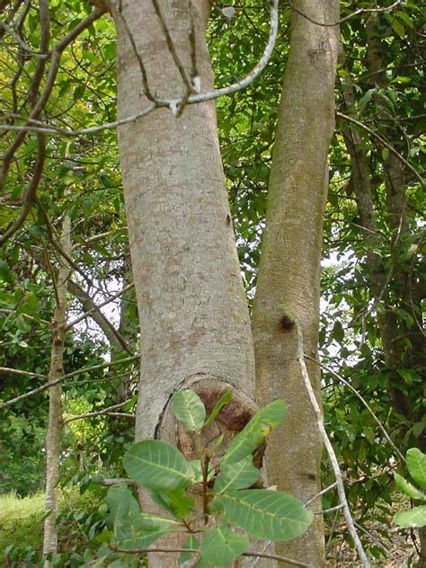 Pohon Jambu Monyet