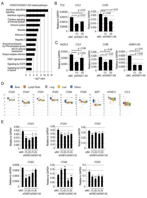 Hoxb Hoxa As Axis Regulates Ccl Ccr Signaling And Integrin