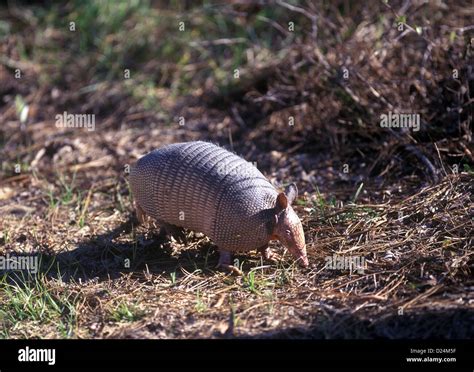 Nine Banded Armadillo Dasypus Novemcinctus Florida Stock Photo Alamy
