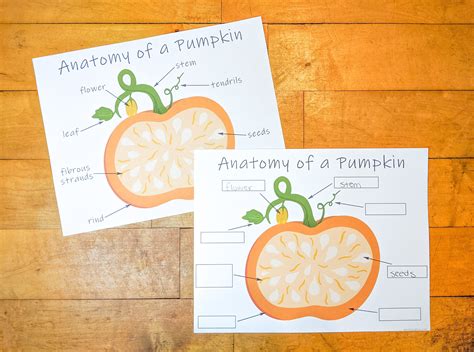 Toys And Games Learning And School Classroom Printable Pumpkin Activity