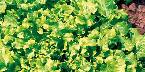 Laitue Feuille De Chene Blonde Vilm La Boutique Derly