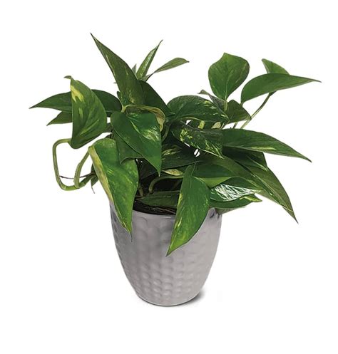 Aldi Potted Plants Deal | Apartment Therapy