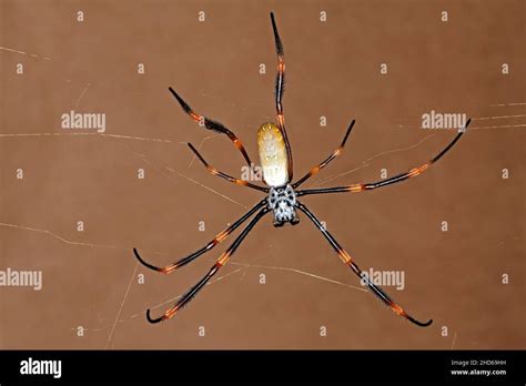 Golden Orb Web Spider Nephila Hi Res Stock Photography And Images Alamy