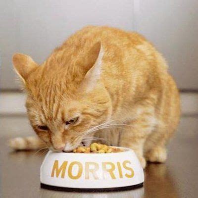 Morris the Cat of 9Lives fame. Animal Protection, Orange Cats, Red Cat ...