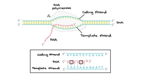 Transcription Diagram Quizlet