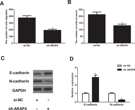 Silencing Of Akap Inhibited Cell Migration And Invasion Act Cells