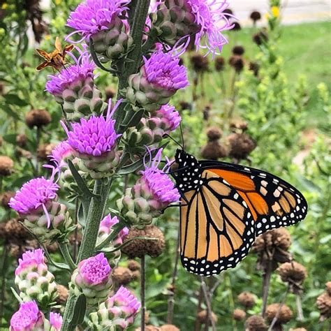 Liatris ligulistylis - Meadow Blazing Star | Midwest Natives Nursery