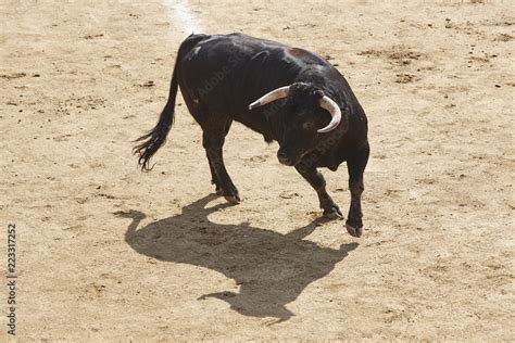 Fighting bulls in the arena. Bullring. Toro bravo. Spain. Stock Photo ...