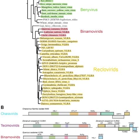 Phylogenetic Subtree Of The Whole Tree Of Rdrp Domains From Figure 2