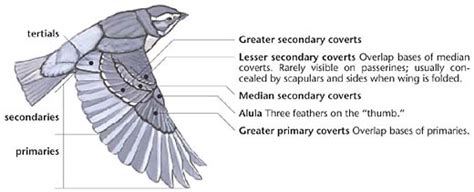 Sluggin' Along: The Vault: Passerine Birds - Blue Jay