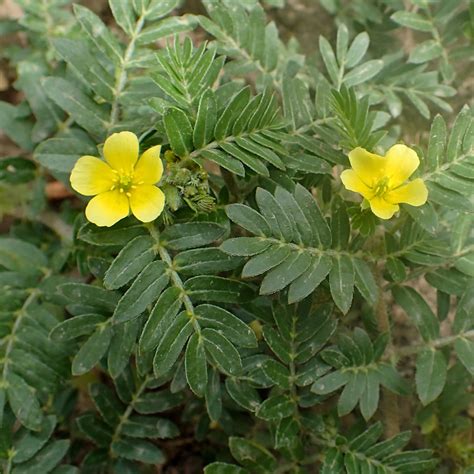 Tribulus Terrestrisgokshurahorny Goat Weed Intelezi Herbs