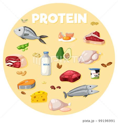 Variety of protein foodsのイラスト素材 99196991 PIXTA