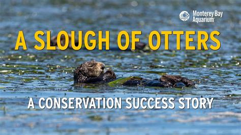 Sea Otters In Elkhorn Slough A Conservation Success Story Youtube