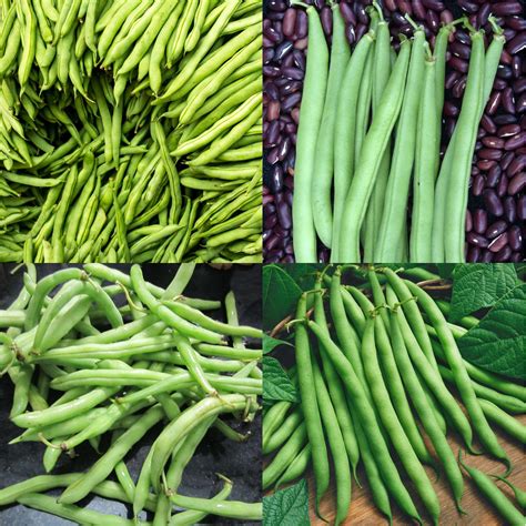 Provider Green Bush Bean Phaseolus Vulgaris 5 Gram Seeds Etsy