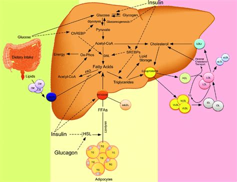 Role Of Hepatic Fatty Acid Metabolism In The Development Of Hepatic