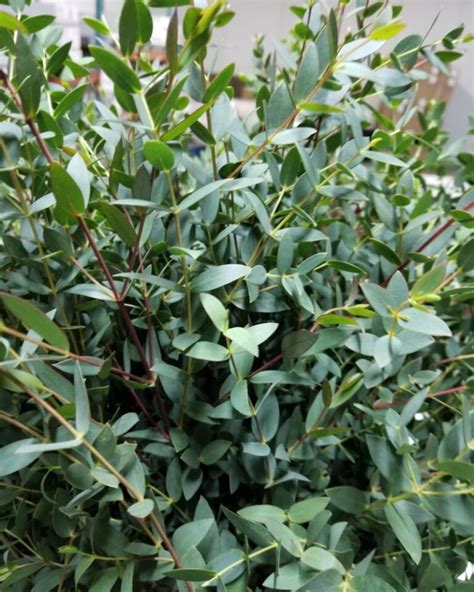 Eucalyptus Parvifolia Dp Flowers