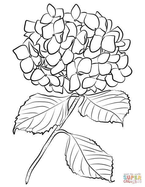 Flor Hortensia Flor — Archivo Imágenes Vectoriales © Kotkoa 189705688