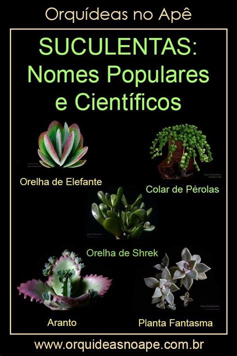 Espécies De Suculentas Nomes Populares E Científicos