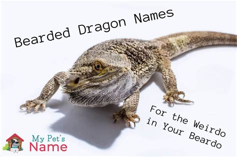 169 Bearded Dragon Names to Breathe Fire Into Your Loveable Lizard | My ...