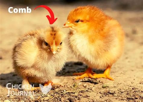 Baby Rooster Vs Baby Hen Hot Sex Picture