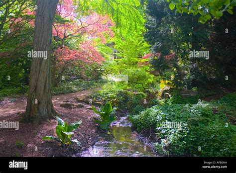 Sunlight Through Leaves And Stream In A Quiet Corner Of A Garden In