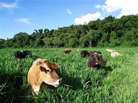 Conversão de uma fazenda leiteira tradicional em orgânica