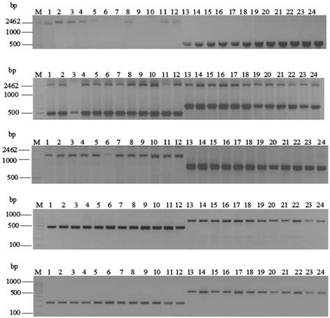 Agarose Gel Electrophoresis Of Gene Based Markers M 100 Bp Molecular Download Scientific