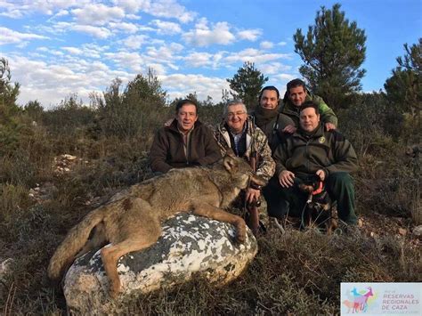 Los Enemigos Del Lobo En La Sierra De La Culebra Zamora