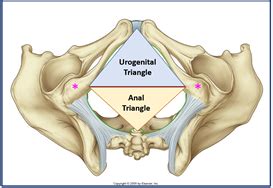 Anatomy Introduction To The Perineum Flashcards Quizlet