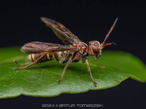 Athlophorus In April 2024 By Artur Tomaszek INaturalist