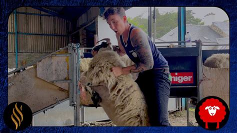 Shearing Scotland's Mountain Sheep - YouTube