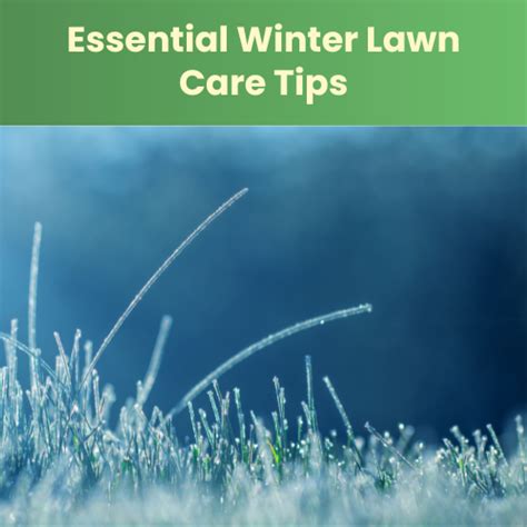 Essential Winter Lawn Care Tips Landzie