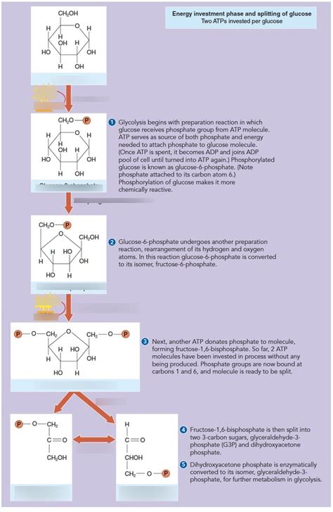 Glycolysis Diagram Quizlet